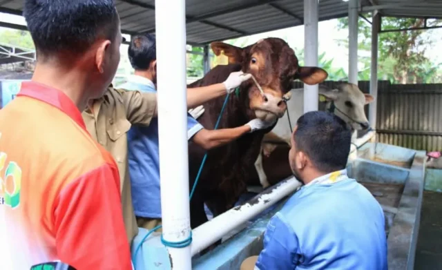 Terjunkan 18 Dokter di 259 Lapak, DKP Kota Tangerang Cek Kesehatan Hewan Qurban