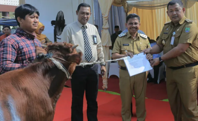 32 Ekor Sapi Qurban dari RSUP Sitanala, Wakil Walikota: Segera Didistribusikan!