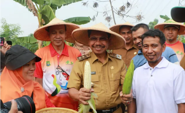 Saat Panen Jagung Ketan, Sachrudin: Rasanya Legit