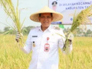 (Pemkab) Tangerang menggelar panen raya padi bersama petani di lahan seluas sekitar 250 hektare di Kecamatan Sukadiri, Foto. (Istimewa)