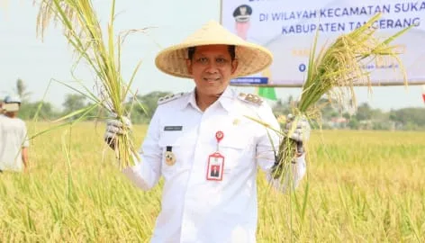 (Pemkab) Tangerang menggelar panen raya padi bersama petani di lahan seluas sekitar 250 hektare di Kecamatan Sukadiri, Foto. (Istimewa)