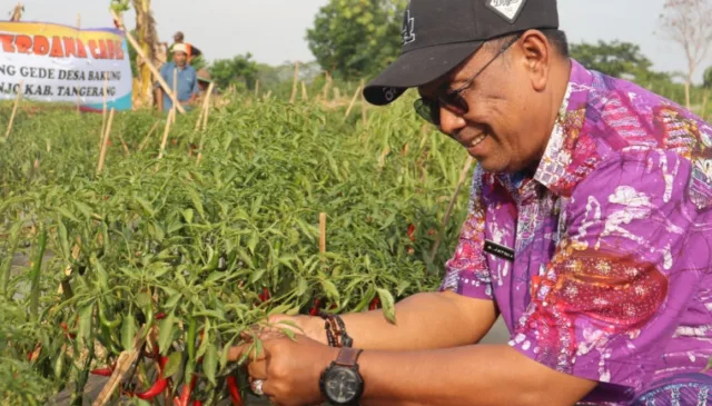 Kepala DPKP Kabupaten Tangerang Asep Jatnika telah mengusung Gerakan Tanam Pangan Cepat Panen (Gercep) Cabai, Foto. (Istimewa)