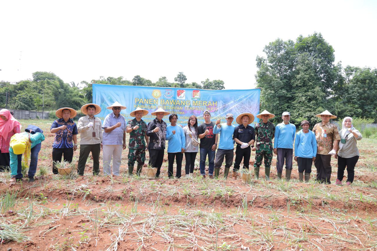 Pemkot Tangsel Berhasil Panen Bawang Merah, Wujudkan Kemandirian Pangan