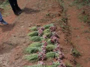 Pemkot Tangsel Berhasil Panen Bawang Merah, Wujudkan Kemandirian Pangan