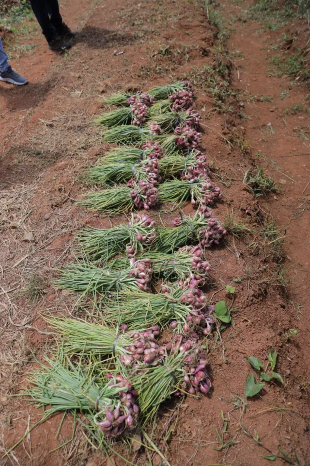 Pemkot Tangsel Berhasil Panen Bawang Merah, Wujudkan Kemandirian Pangan