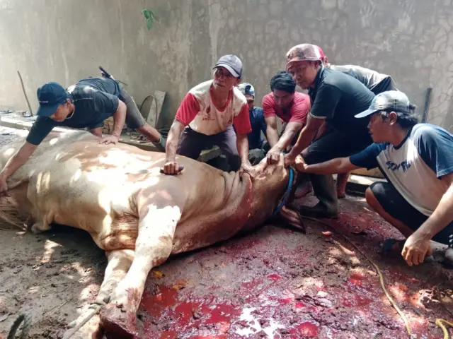 Luar Biasa! H Kholid Ismail Distribusikan 23 Ekor Sapi dan 8 Ekor Kambing Qurban Untuk Warga