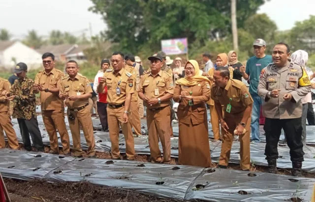 Penanaman cabe sebanyak 500 Pohon Cabe.berlokasi di Desa Rangca Bango, Kecamatan Rajeg Kabupaten Tangerang, Foto.(Istimewa)